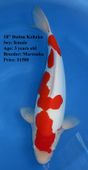 Niigata 1672 <br>18" Doitsu Kohaku <br>$1500