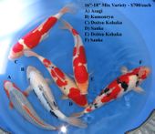 Niigata 1673 <br>16"-18" Mix Variety <br>$700