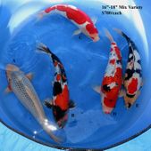 Niigata 1674 <br>16"-18" Mix Variety <br>$700