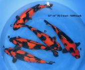 Niigata 1676 <br>14"-16" Hi Utsuri <br>$600