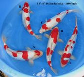 Niigata 1678 <br>14"-16" Doitsu Kohaku <br>$600
