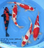 Niigata 1679 <br>14"-16" Mix Variety <br>$600