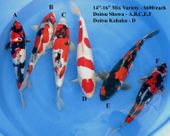 Niigata 1680 <br>14"-16" Mix Variety <br>$600