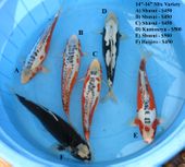 Niigata 1681 <br>14"-16" Mix Variety <br>$450-$500