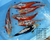 Niigata 1682 <br>14"-16" Mix Variety <br>$500