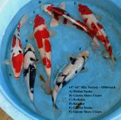 Niigata 1683 <br>14"-16" Mix Variety <br>$500