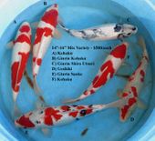 Niigata 1684 <br>14"-16" Mix Variety <br>$500