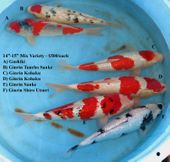 Niigata 1685 <br>14"-15" Mix Variety <br>$500