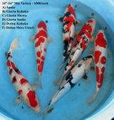 Niigata 1686 <br>14"-16" Mix Variety <br>$500