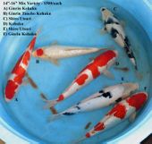Niigata 1687 <br>14"-16" Mix Variety <br>$500
