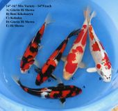 Niigata 1689 <br>14"-16" Mix Variety <br>$475