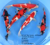 Niigata 1690 <br>14"-16" Mix Variety <br>$475