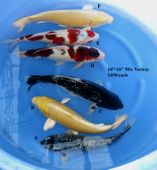 Niigata 1691 <br>14"-16" Mix Variety <br>$450