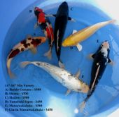 Niigata 1693 <br>14"-16" Mix Variety <br>$450-$500/each