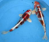 Niigata 1694 <br>14"-15" Kujaku <br>$450/each