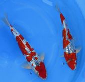 Niigata 1695 <br>13" Ginrin Goshiki <br>$500/each