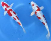 Niigata 1696 <br>13"-14"  Kikusui <br>$500/each