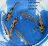 Niigata 1698 <br>13"-15" Mix Variety <br>$400