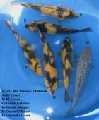 Niigata 1699 <br>13"-15" Mix Variety <br>$400