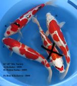 Niigata 1700 <br>16"-18" Mix Variety <br>$600-$800/each