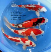 Niigata 1701 <br>16"-18" Mix Variety <br>$600-$800/each