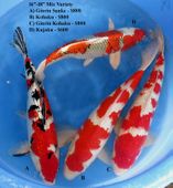 Niigata 1703 <br>16"-18" Mix Variety <br>$600-$800/each
