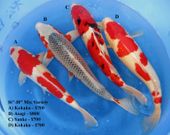 Niigata 1704 <br>16"-18" Mix Variety <br>$700-$800/each
