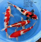 Niigata 1705 <br>16"-18" Mix Variety <br>$600-$800/each