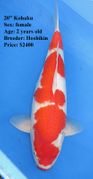 Niigata 1731 <br>21"-22" Kohaku <br>$2400