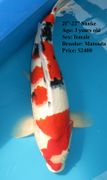 Niigata 1770 <br>21"-22" Sanke <br>$2400