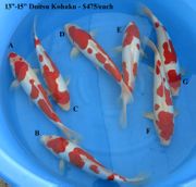 Niigata 2132 <br>13"-15" Doitsu Kohaku <br> $475/each