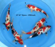 Niigata 2176 <br>14"-16" Showa<br> $500/each