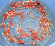 Niigata 2250<br>5"-6" Mix Variety<br> Sample
