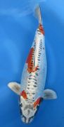 Niigata 2278<br>19"- 20" Beni Kikokuryu<br> $900