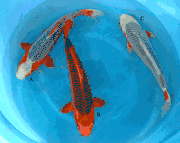 Niigata 274<br> 16"-18" Marusei Mixed Variety <font size="1" face="Verdana"><br>$600/each</font>