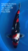 Niigata 2760 <br>19"-20" Showa - $1200 