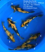 Niigata 2781<br>13"-15" Mix Ki Utsuri - $600/each