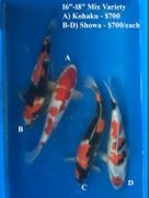 Niigata 2818<br>16"-18" Mix Variety - $700/each