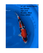 Niigata 2902<br>19"-20" Doitsu Showa $4500 Niigata 2902<br>19"-20" Doitsu Showa $4500
