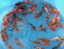 Niigata 312<br> 4"-6" Butterfly Fingerlings Sample