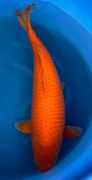 Niigata 3195<br>35"-36" Benigoi <br> Marusei, female, 5yrs<br> $5000 