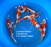 Niigata 3276<br>13"-15" Mix Variety<br> Marusaka, Male/Female, 2yrs<br>$600/each