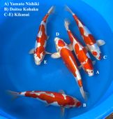 Niigata 3277<br>13"-15" Mix Variety<br> Marusaka, Male/Female, 2yrs<br>$600/each