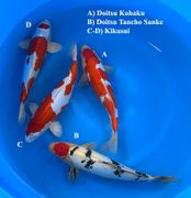 Niigata 3278<br>13"-15" Mix Variety<br> Marusaka, Male/Female, 2yrs<br>$600/each