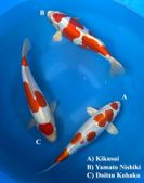 Niigata 3279<br>13"-15" Mix Variety<br> Marusaka, Male/Female, 2yrs<br>$700/each