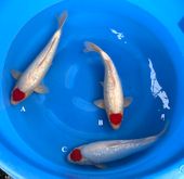Niigata 3280<br>16"-18" Ginrin Tancho Kohaku<br> Shinoda, Male/Female, 2yrs<br>$900/each