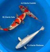 Niigata 3283<br>13"-16" Mix Variety<br> Sakazume, Sex:Unkown, 2yrs<br>$600/each