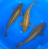 Niigata 3284<br>15"-17" Ginrin Chagoi<br> Marusaka, Sex:Unkown, 2yrs<br>$600/each