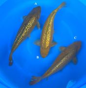 Niigata 3284<br>15"-17" Ginrin Chagoi<br> Marusaka, Sex:Unkown, 2yrs<br>$600/each