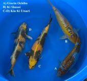 Niigata 3285<br>15"-17" Mix Variety<br> Marusaka, Sex:Unkown, 2yrs<br>$600/each